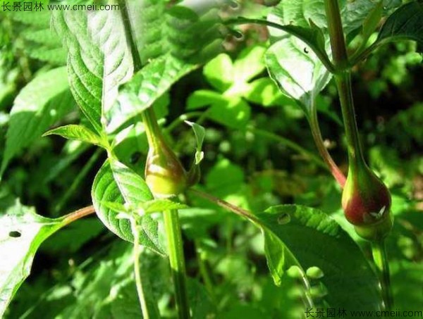 牛膝種子發(fā)芽出苗圖片