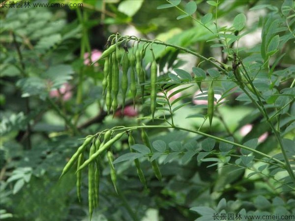 苦參種子發(fā)芽出苗圖片