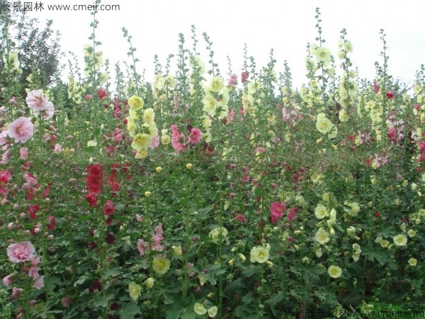 蜀葵開(kāi)花圖片