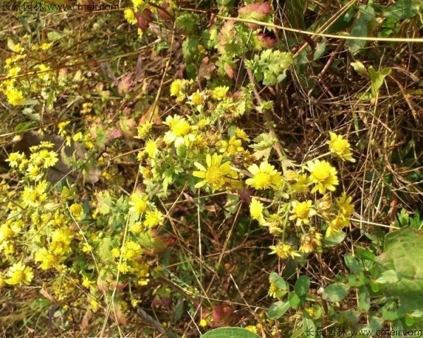 野菊花開(kāi)花圖片