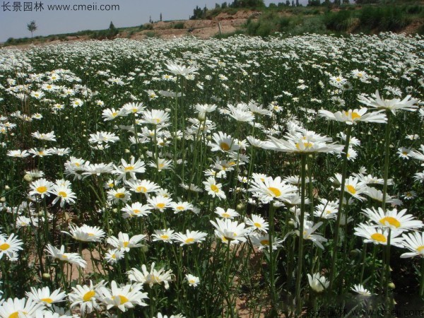 野菊花開(kāi)花圖片