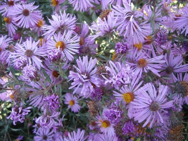 野菊花開(kāi)花圖片