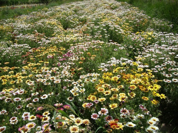 野菊花開(kāi)花圖片