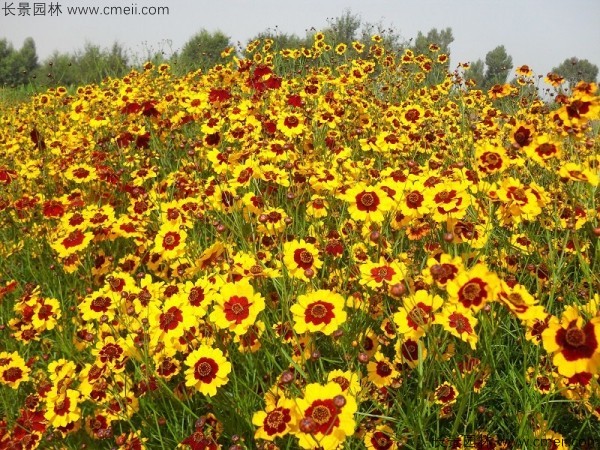 野菊花開(kāi)花圖片