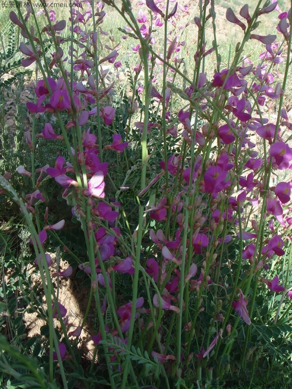 紅豆草開花圖片