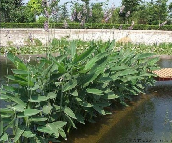 再力花種子發(fā)芽出苗圖片