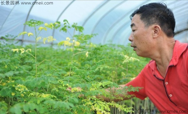 辣木樹種子發(fā)芽出苗圖片