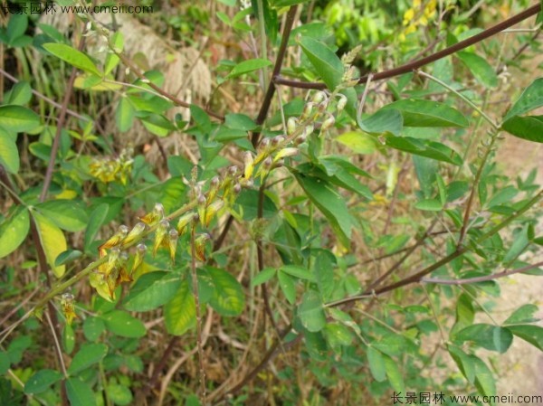 豬屎豆種子發(fā)芽出苗圖片