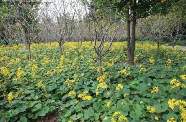 大吳風草種子發(fā)芽出苗開花圖片