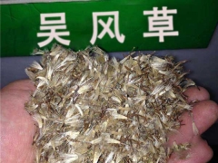 大吳風草種子