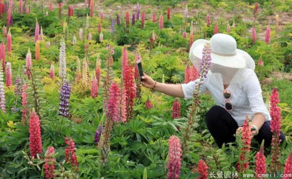 魯冰花種子發(fā)芽出苗開花圖片