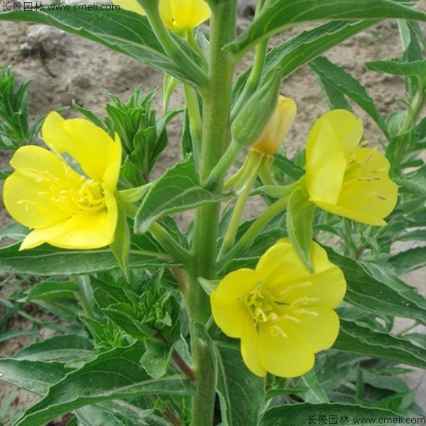 美麗月見(jiàn)草種子發(fā)芽出苗開(kāi)花圖片