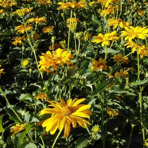 日光菊種子發(fā)芽出苗開(kāi)花圖片