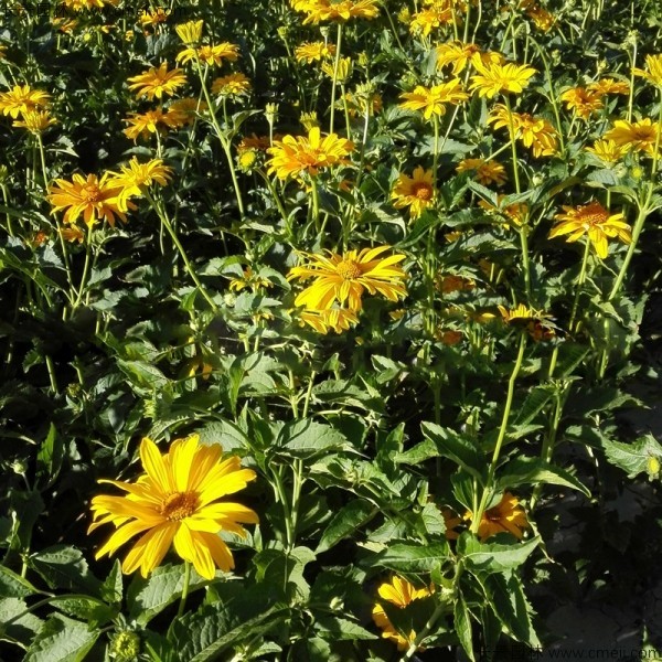 日光菊種子發(fā)芽出苗開(kāi)花圖片