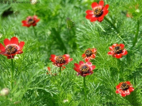 福壽花種子發(fā)芽出苗開花圖片