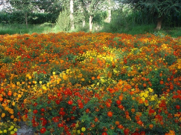 硫化菊種子發(fā)芽出苗開(kāi)花圖片