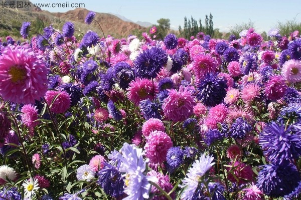 翠菊種子發(fā)芽出苗開(kāi)花圖片