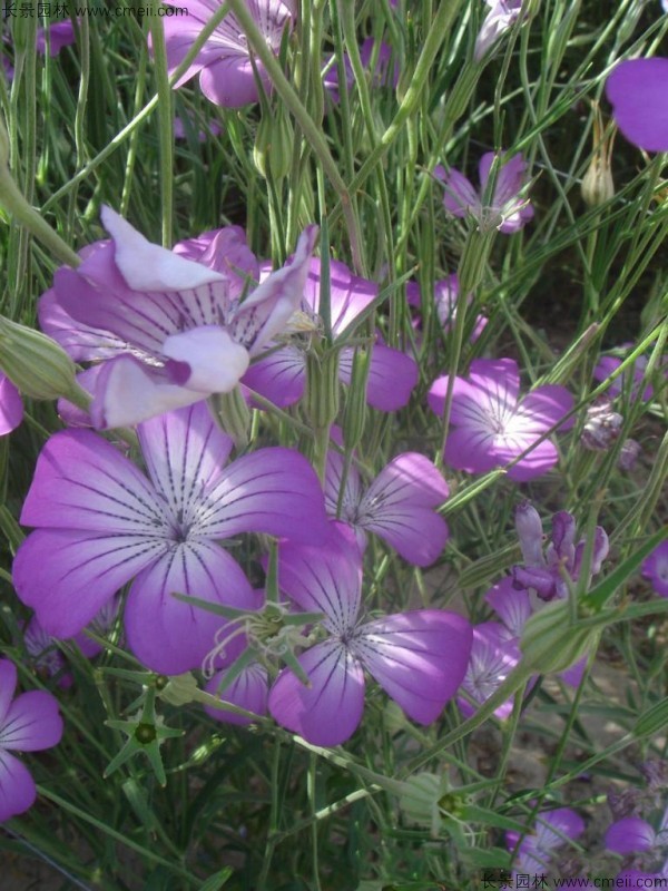 麥仙翁種子發(fā)芽出苗開花圖片