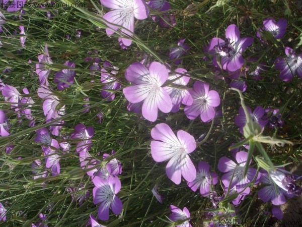 麥仙翁種子發(fā)芽出苗開花圖片