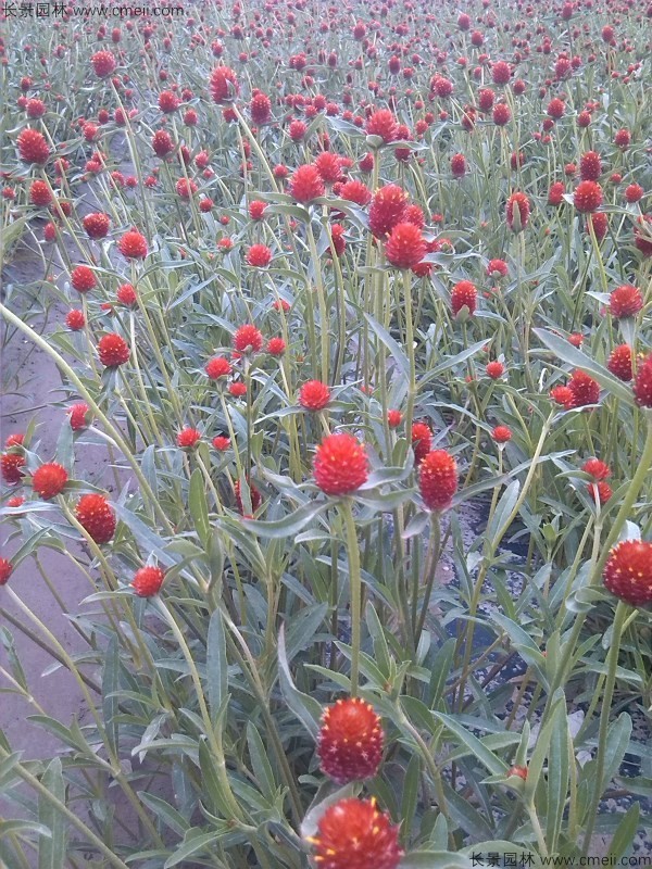 千日紅種子發(fā)芽出苗開花圖片