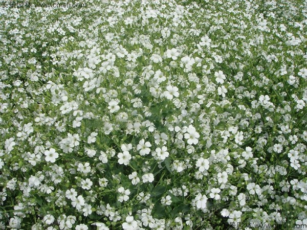 霞草種子發(fā)芽出苗開花圖片