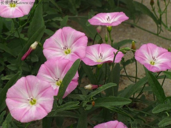 矮牽牛種子發(fā)芽出苗圖片圖片