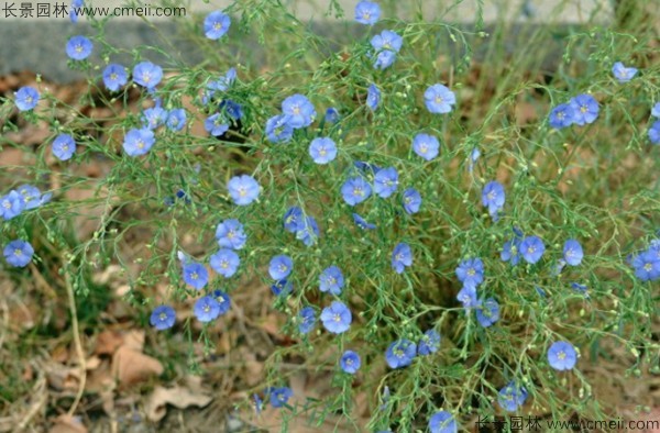 黃金亞麻種子發(fā)芽出苗開花圖片