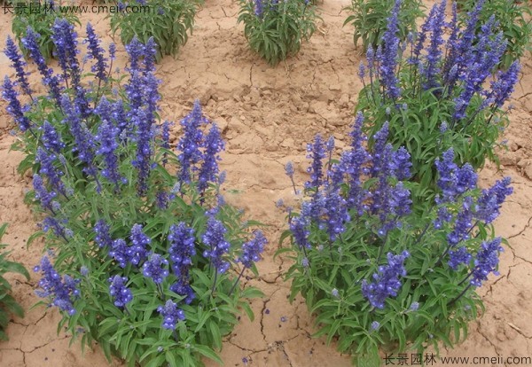 芳香鼠尾草種子發(fā)芽出苗開花圖片