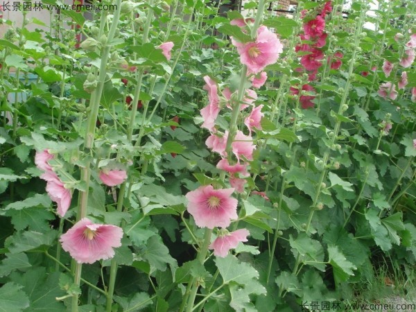 馬絡葵種子發(fā)芽出苗開花圖片