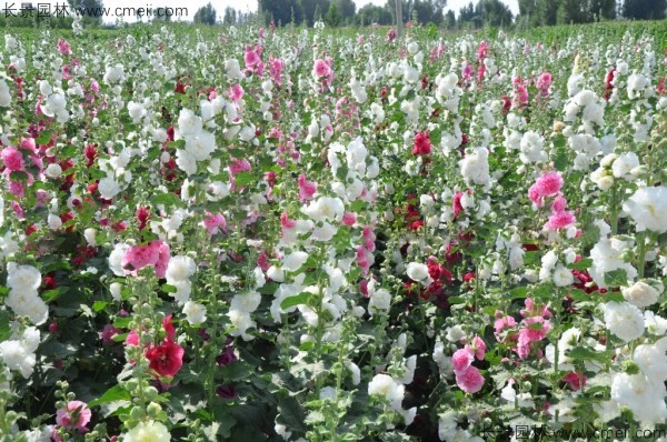 馬絡葵種子發(fā)芽出苗開花圖片