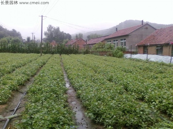 暴馬丁香種子發(fā)芽出苗圖片