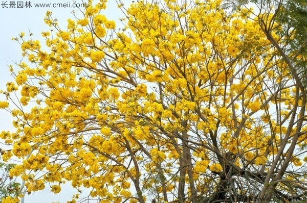 紅花風(fēng)鈴木種子發(fā)芽出苗開花圖片