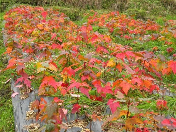 美國紅楓種子發(fā)芽出苗圖片