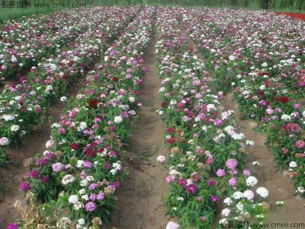 瞿麥種子發(fā)芽出苗開(kāi)花圖片