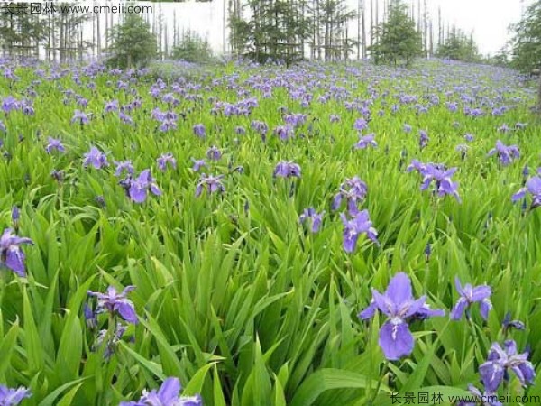 藍花鳶尾種子發(fā)芽出苗開花圖片