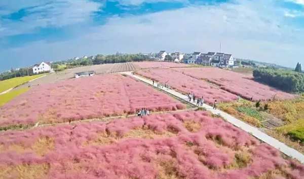 粉黛亂子草種子發(fā)芽出苗圖片