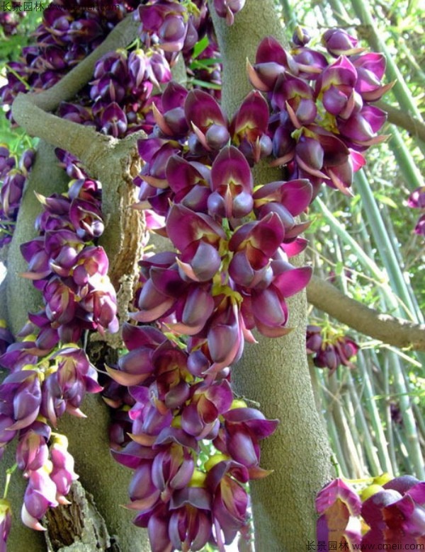 雞血藤種子發(fā)芽出苗開花圖片