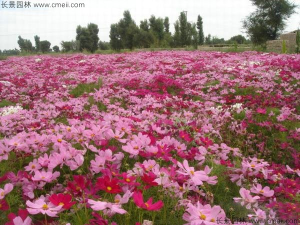 格?；ǚN子發(fā)芽出苗開花圖片