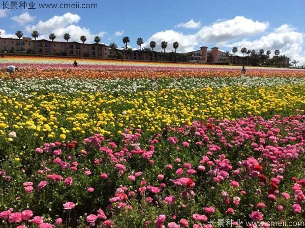 花毛莨開(kāi)花圖片