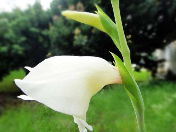 花卉植物唐菖蒲花朵