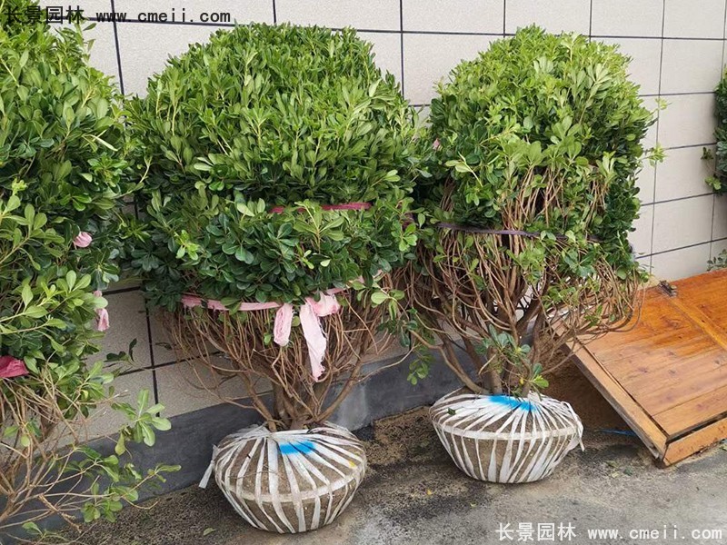 海桐球苗圃批發(fā)種植基地長景園林