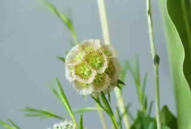 輪峰菊的形態(tài)特征、生長習(xí)性及種植方法