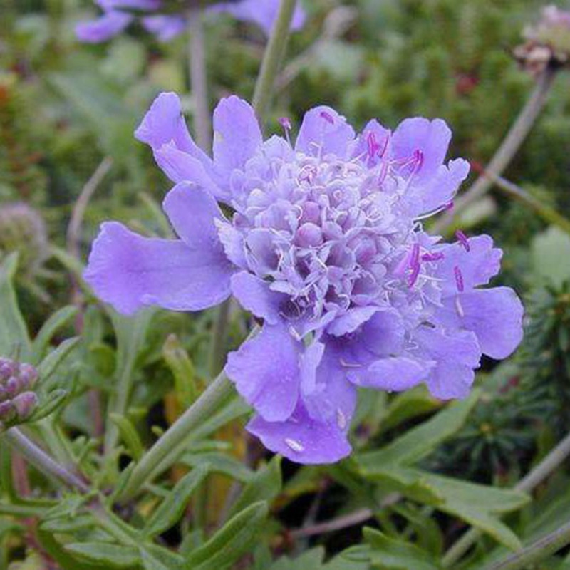 輪峰菊的形態(tài)特征、生長習(xí)性及種植方法