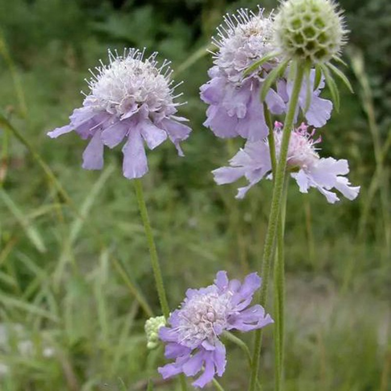 輪峰菊的形態(tài)特征、生長習(xí)性及種植方法